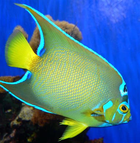 aquarium wikipedia|types of aquarium fishes.